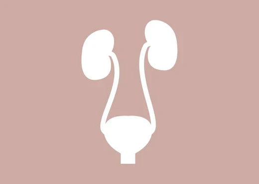 Anatomy of the Urinary Tract