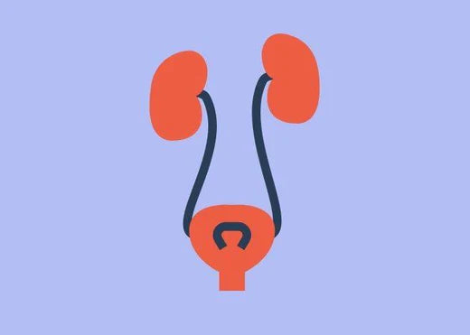 Recurrent UTIs as a possible explanation for Interstitial Cystitis