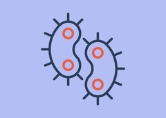 Image of The Untold Story of Polymicrobial UTIs: When More Than One Bacteria Is to Blame