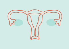 Image of How does vaginal health influence UTI risk?