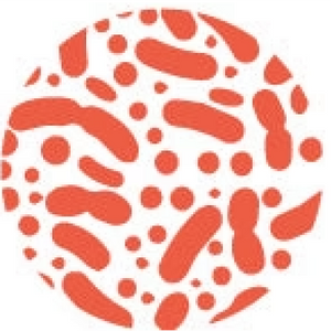 Lactobacillus Acidophilus & Lacticaseibacillus Rhamnosus