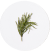 Horsetail  (Equisetum arvense)