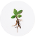 Spicebush (Lindera aggregata)